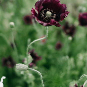 Puscina-Flowers-Experience-2