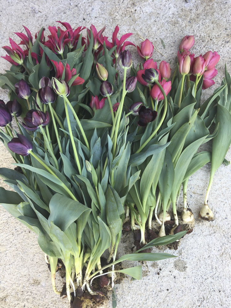 tulipANO-2