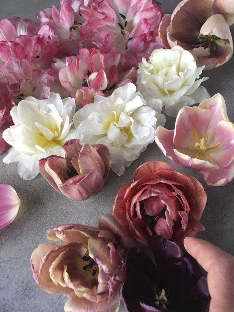 tulipANO-4