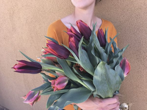 Un amor di tulipano