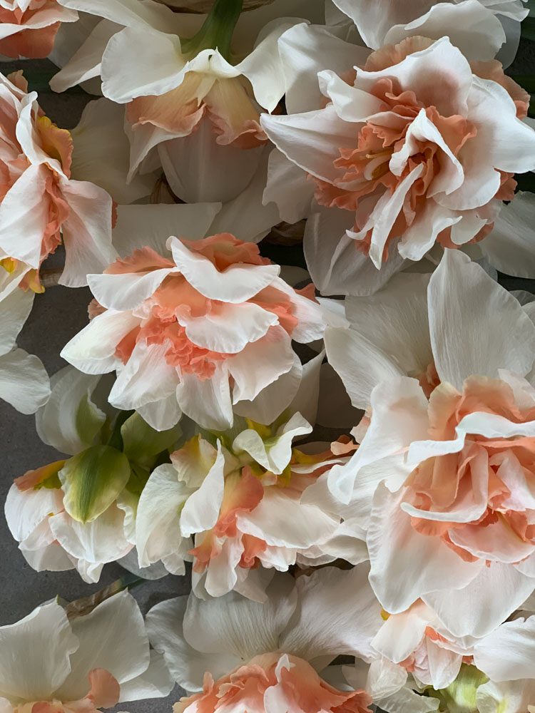 tulipANO-7