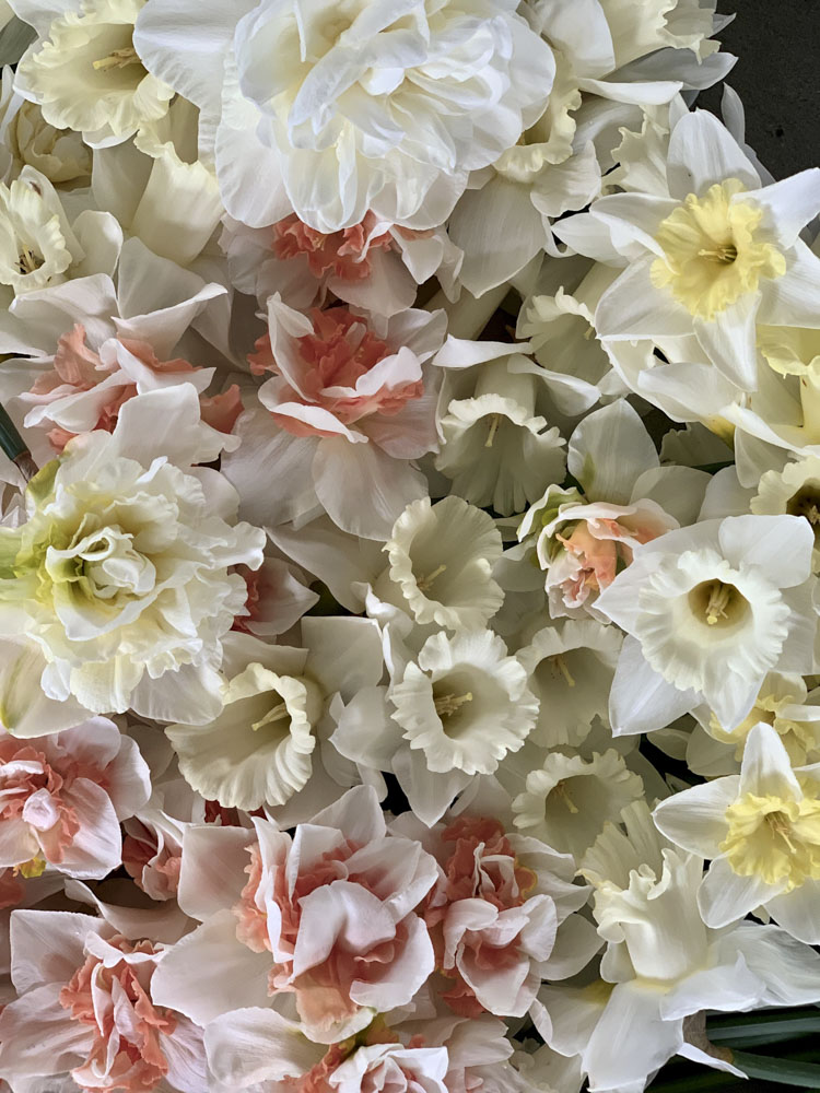 tulipANO-8
