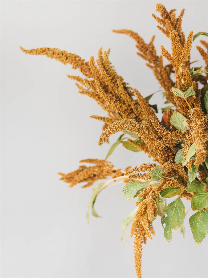 Amaranthus cruentus ‘Hot Biscuit’ - immagine 2
