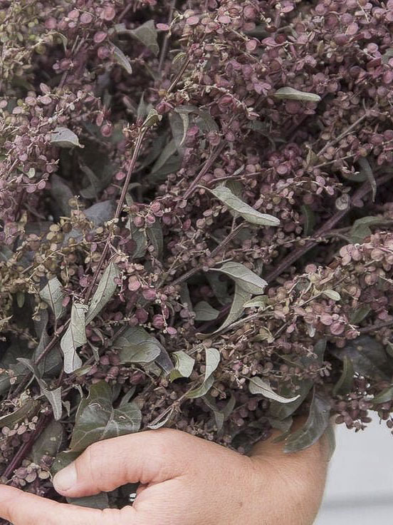 Artiplex hortensis - immagine 3