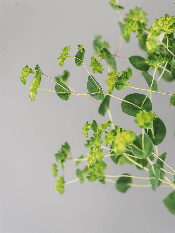 Bupleurum rotundifolium - immagine 3