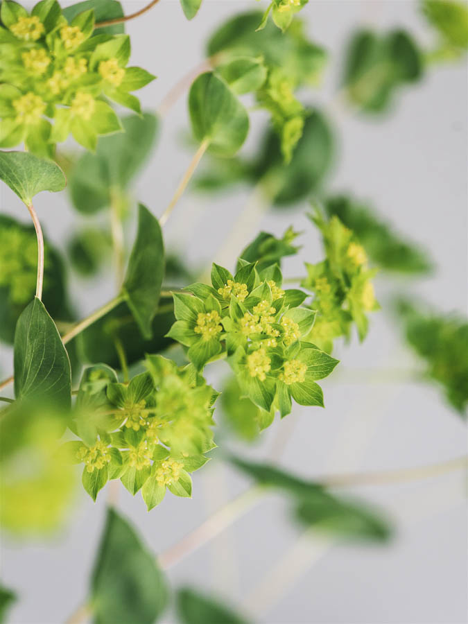 Bupleurum rotundifolium - immagine 2