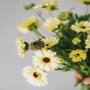 Calendula officinalis crema - Image 3