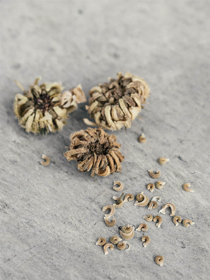 Calendula officinalis crema - Image 2