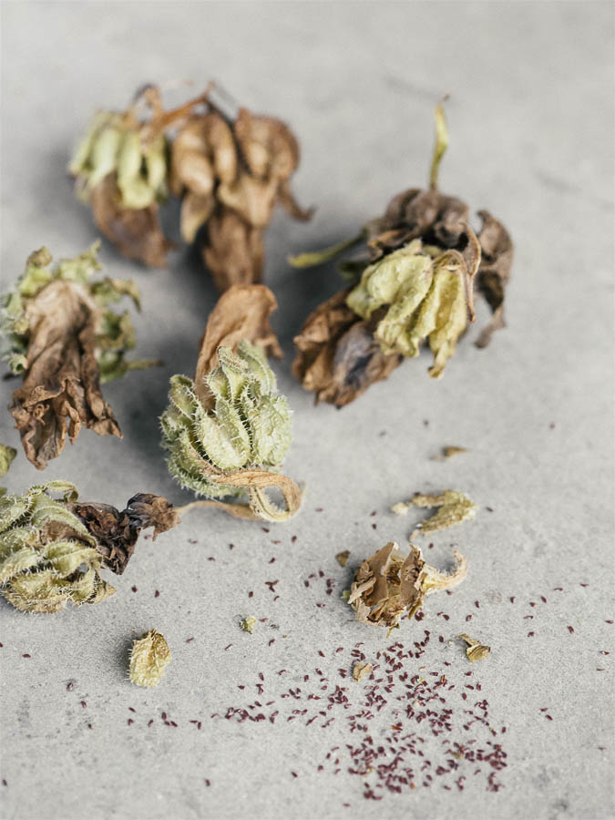 Campanula medium ‘Misto’ - immagine 3