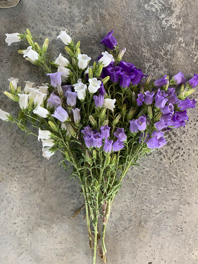 Campanula medium ‘Misto’ - immagine 2