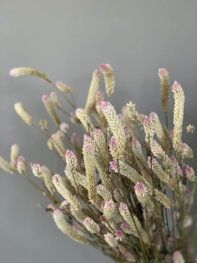 Celosia argentea spicata - immagine 2