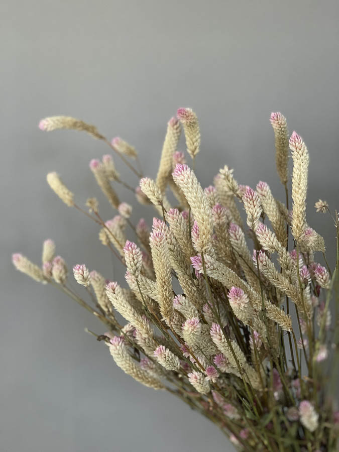 Celosia argentea spicata - immagine 3