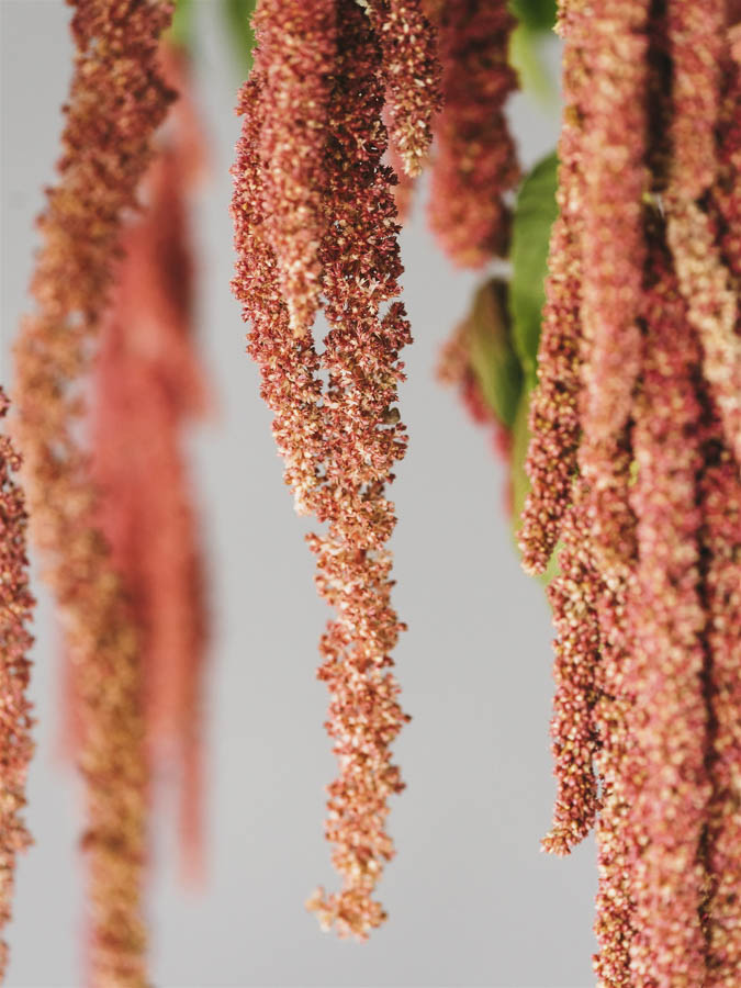 Amaranthus caudatus ‘Coral Fountain’ - immagine 2