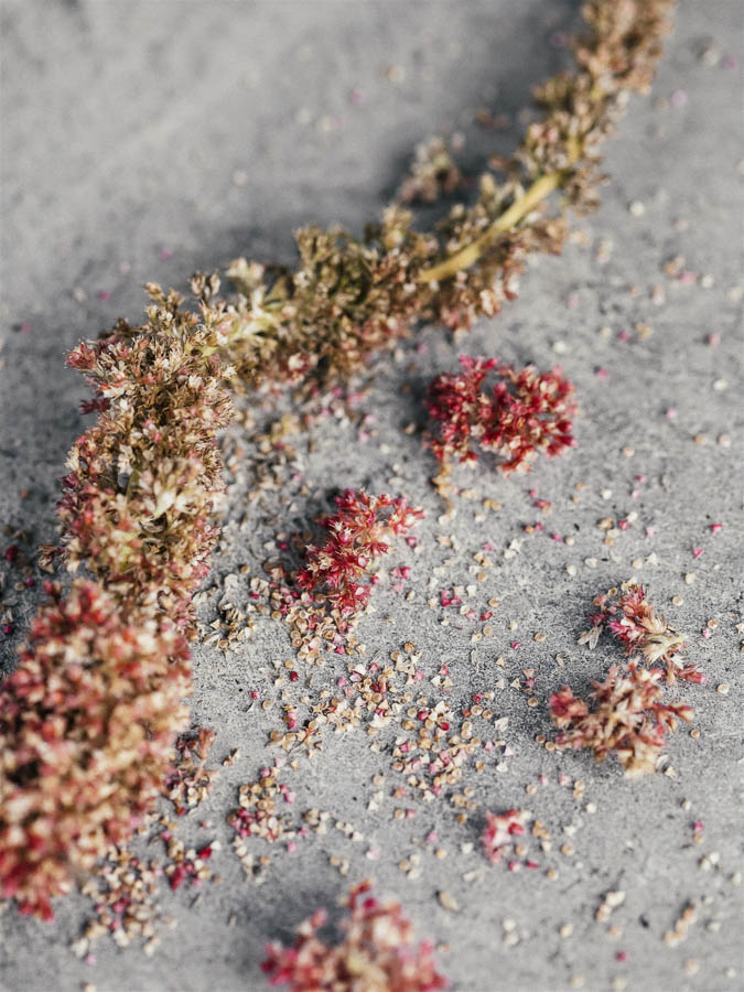 Amaranthus caudatus ‘Coral Fountain’ - immagine 3