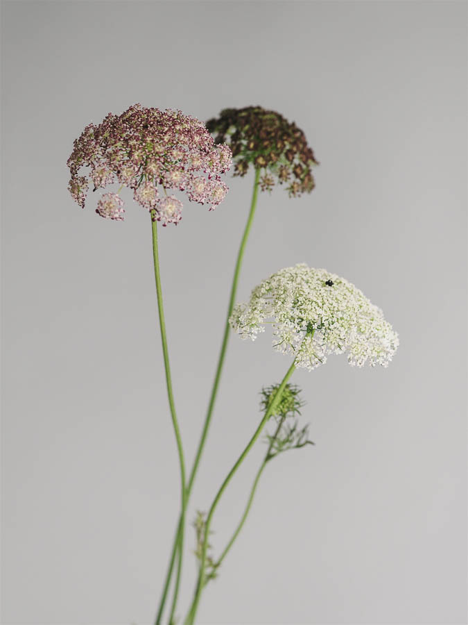 Daucus carota ‘Dara’ - Image 2