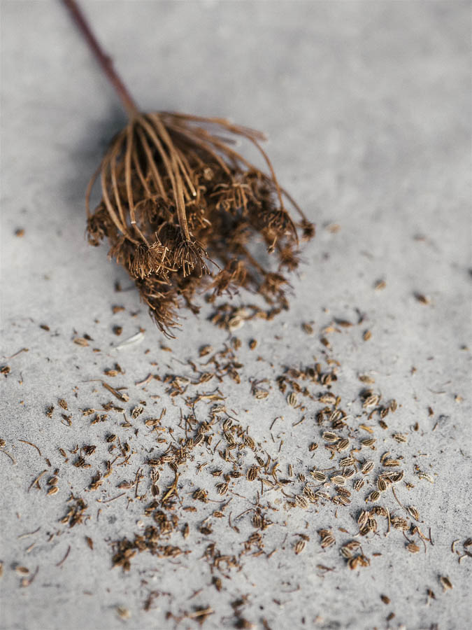 Daucus carota ‘Dara’ - Image 3