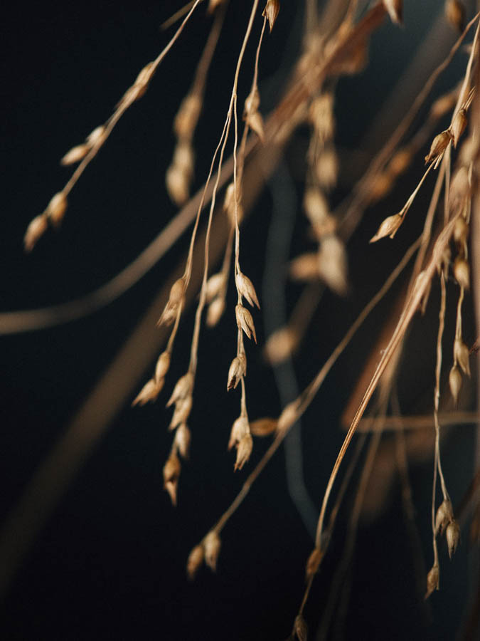 GHIRLANDA DI SEMI - Image 2