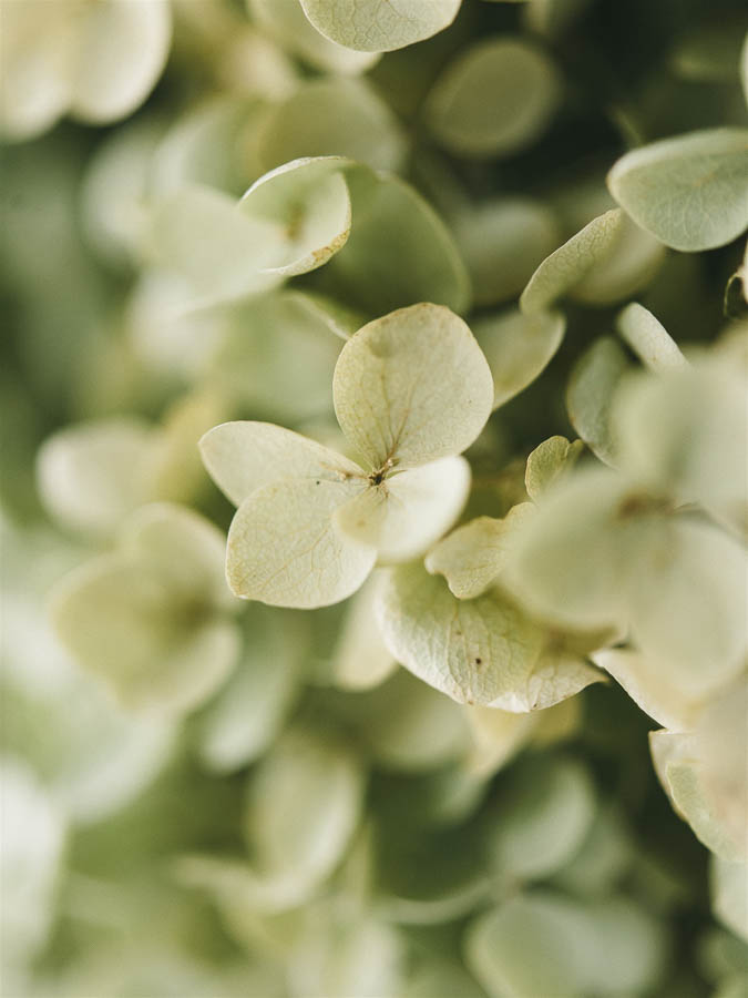 GHIRLANDA ANNABELLE - immagine 2