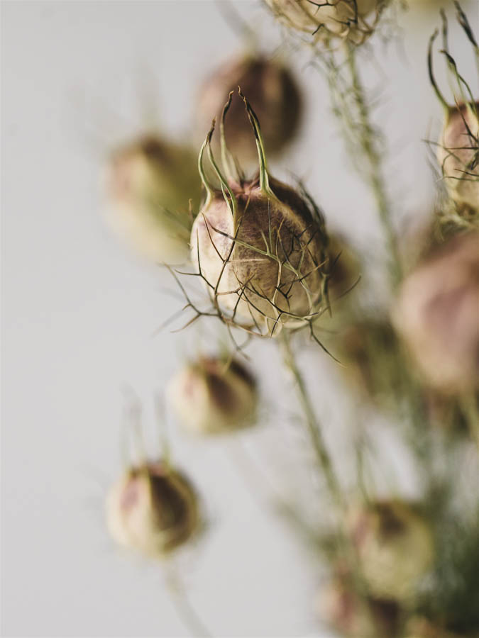 Nigella damascena misto varietà - Image 2