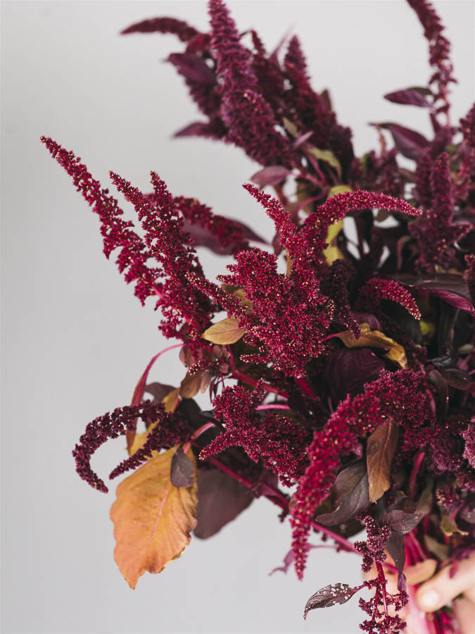 Amaranthus cruentus ‘Red Garnet’ - Image 2