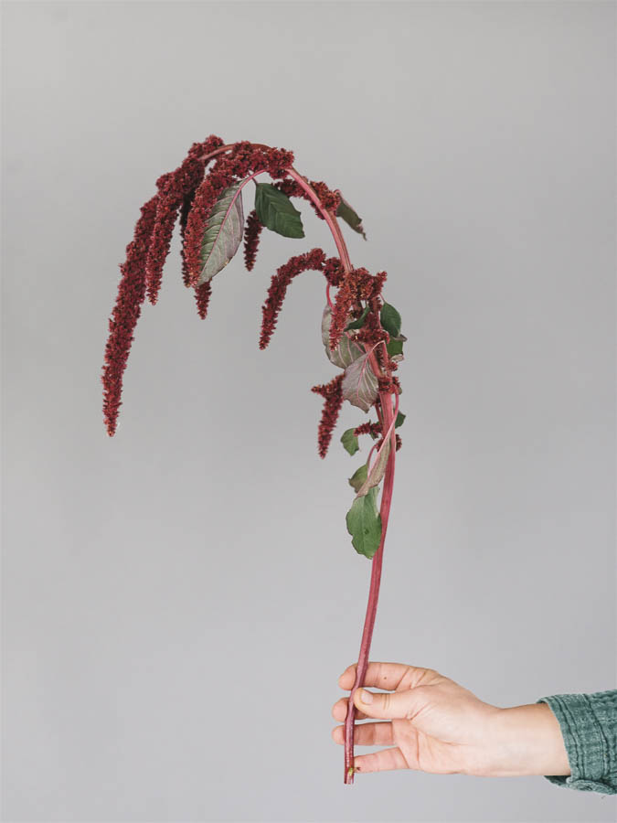 Amaranthus cruentus ‘Red Garnet’ - Image 3