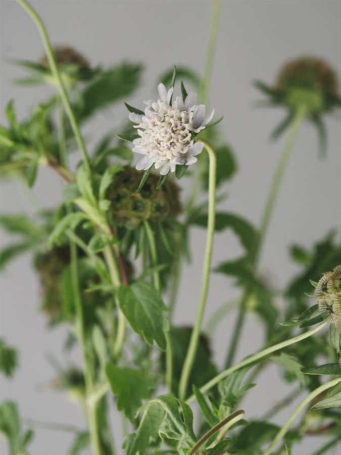 Scabiosa stellata - immagine 2