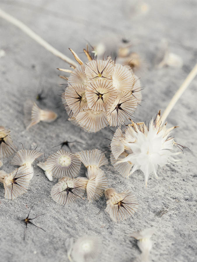 Scabiosa stellata - immagine 3