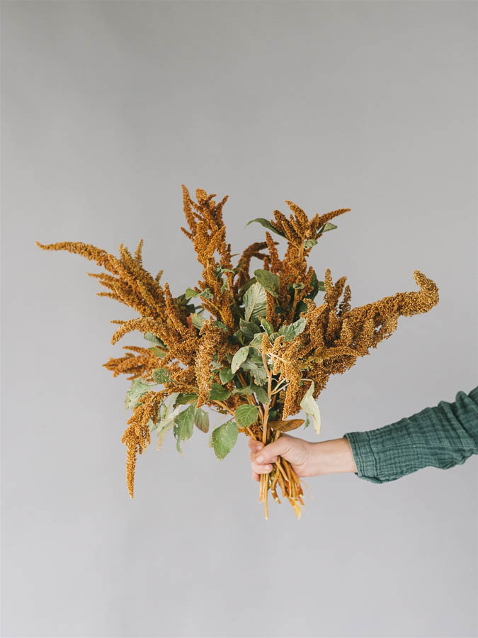 Amaranthus cruentus ‘Hot Biscuit’