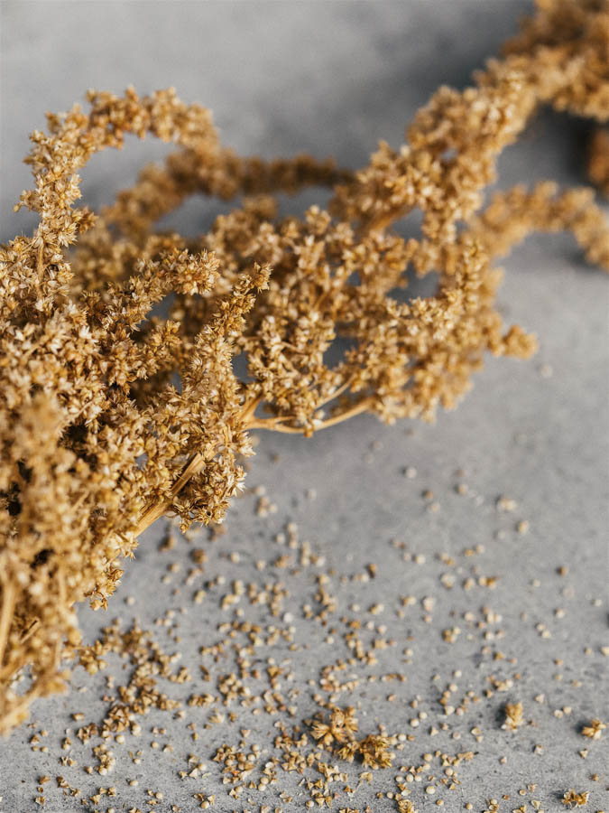 Amaranthus cruentus ‘Hot Biscuit’ - immagine 3