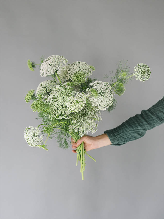 Ammi visnaga ‘Green Mist’
