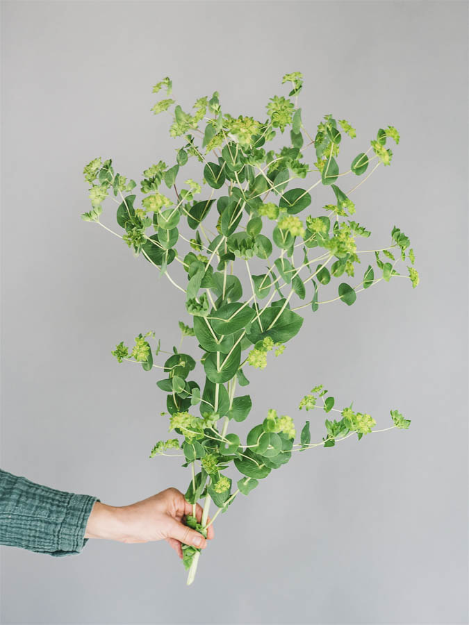 Bupleurum rotundifolium