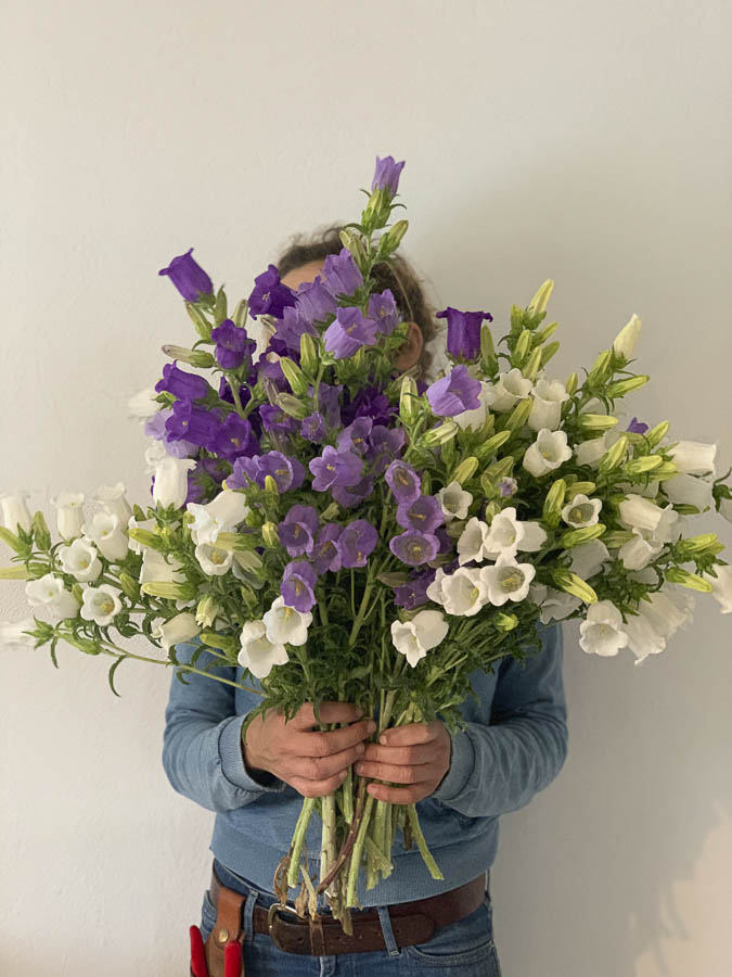 Campanula medium ‘Misto’