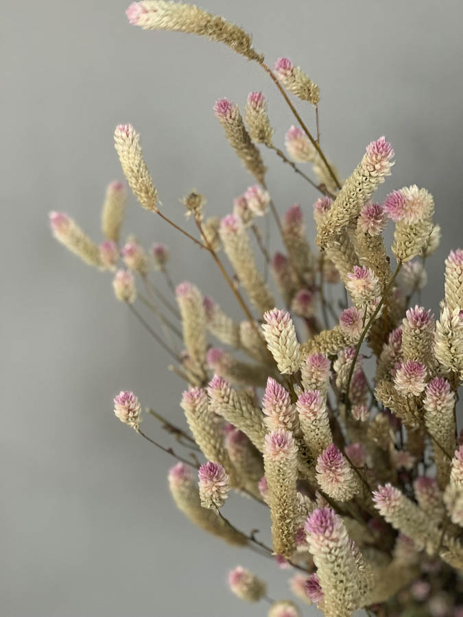 Celosia argentea spicata