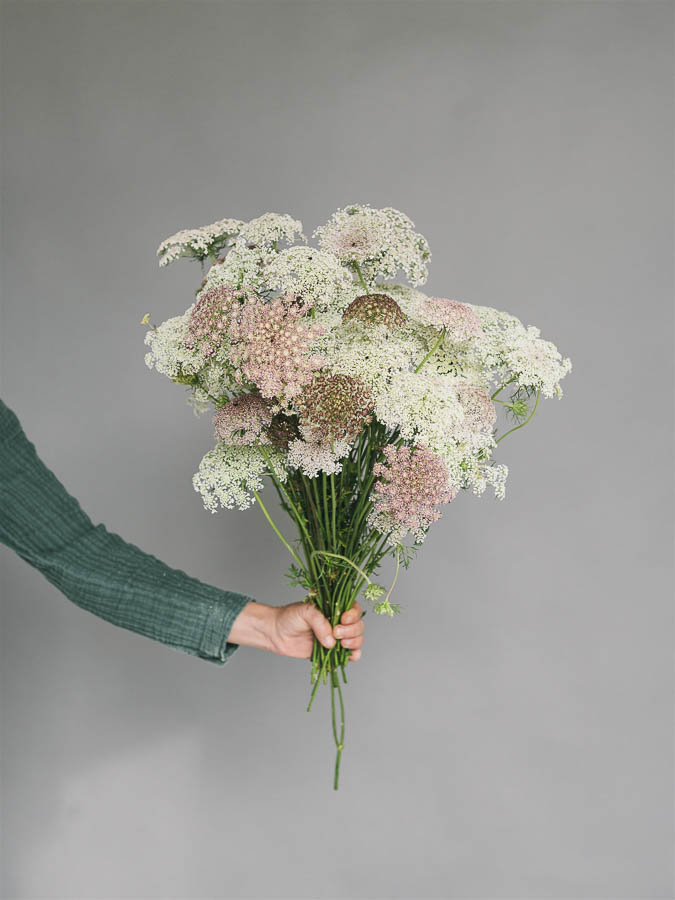Daucus carota ‘Dara’