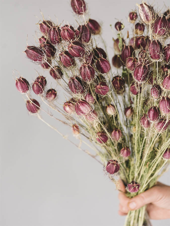 Nigella damascena misto varietà