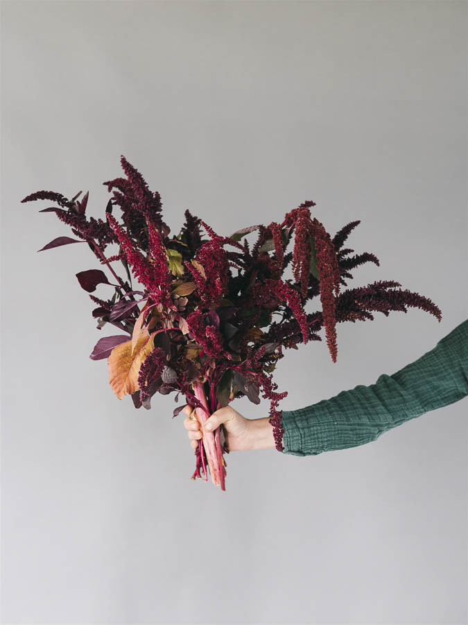 Amaranthus cruentus ‘Red Garnet’