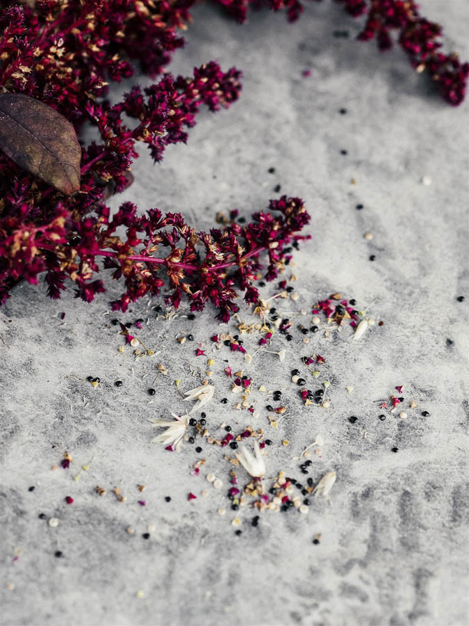 Amaranthus cruentus ‘Red Garnet’ - immagine 4