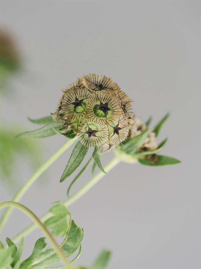 Scabiosa stellata
