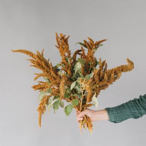 Amaranthus cruentus ‘Hot Biscuit’
