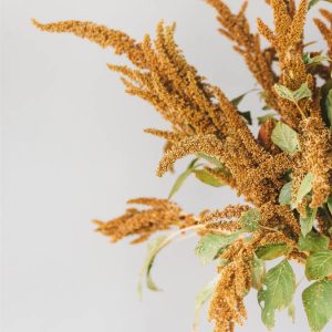 Amaranthus cruentus ‘Hot Biscuit’ - Image 2