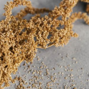 Amaranthus cruentus ‘Hot Biscuit’ - Image 3