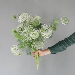 Ammi visnaga ‘Green Mist’