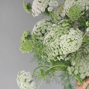 Ammi visnaga ‘Green Mist’ - Image 2