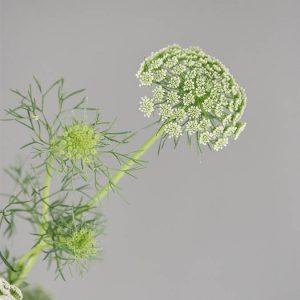 Ammi visnaga ‘Green Mist’ - Image 3