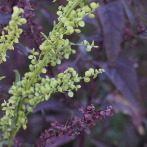 Artiplex hortensis - immagine 2