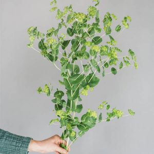 Bupleurum rotundifolium