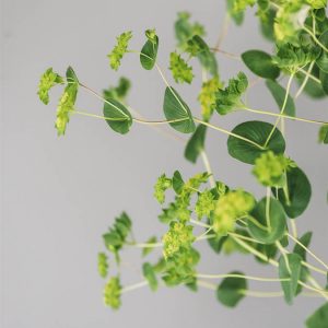 Bupleurum rotundifolium - Image 3