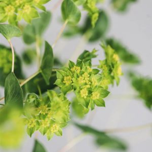 Bupleurum rotundifolium - Image 2