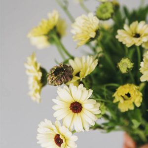 Calendula officinalis crema - Image 3