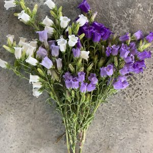 Campanula medium ‘Misto’ - Image 2